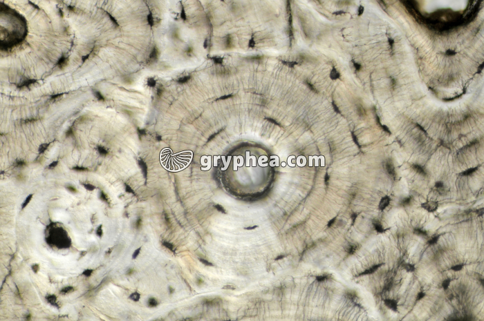 Os compact x100 - gryphea.com